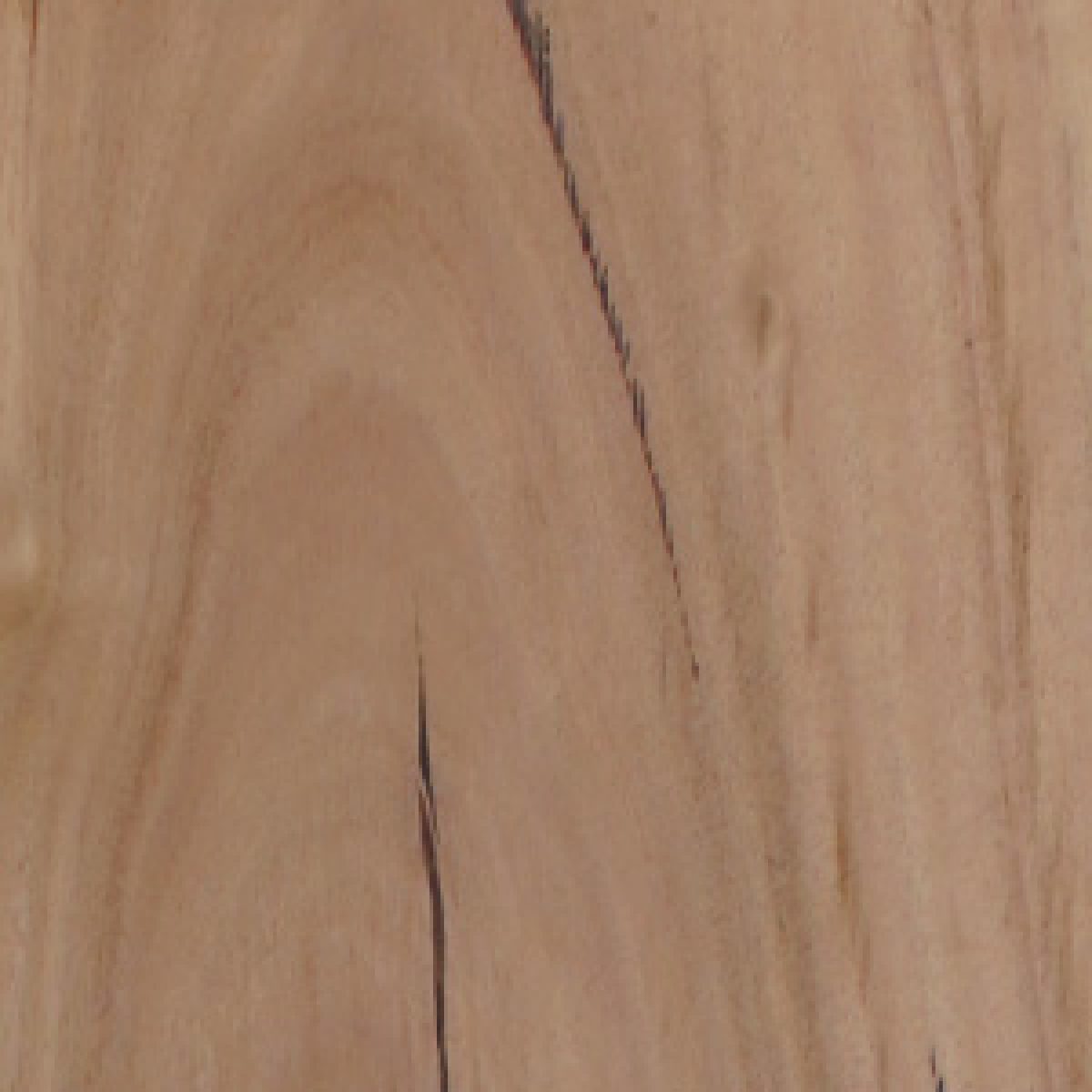 Heartridge_Australian_Species_Blackbutt