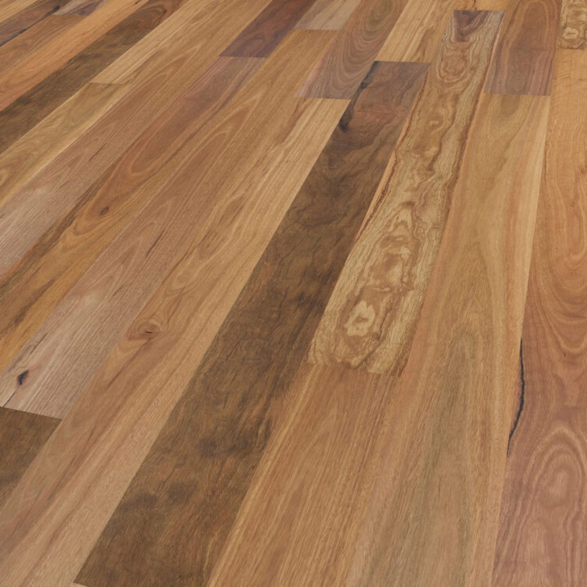 Queensland spotted gum